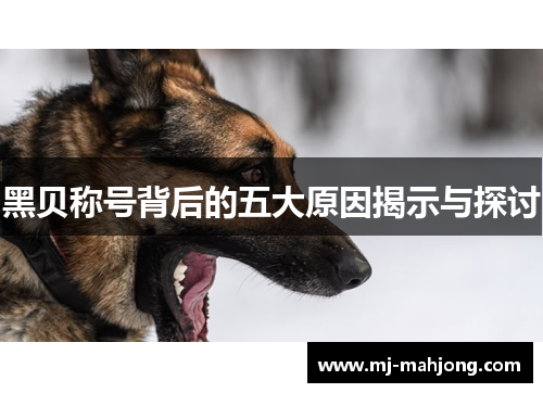 黑贝称号背后的五大原因揭示与探讨